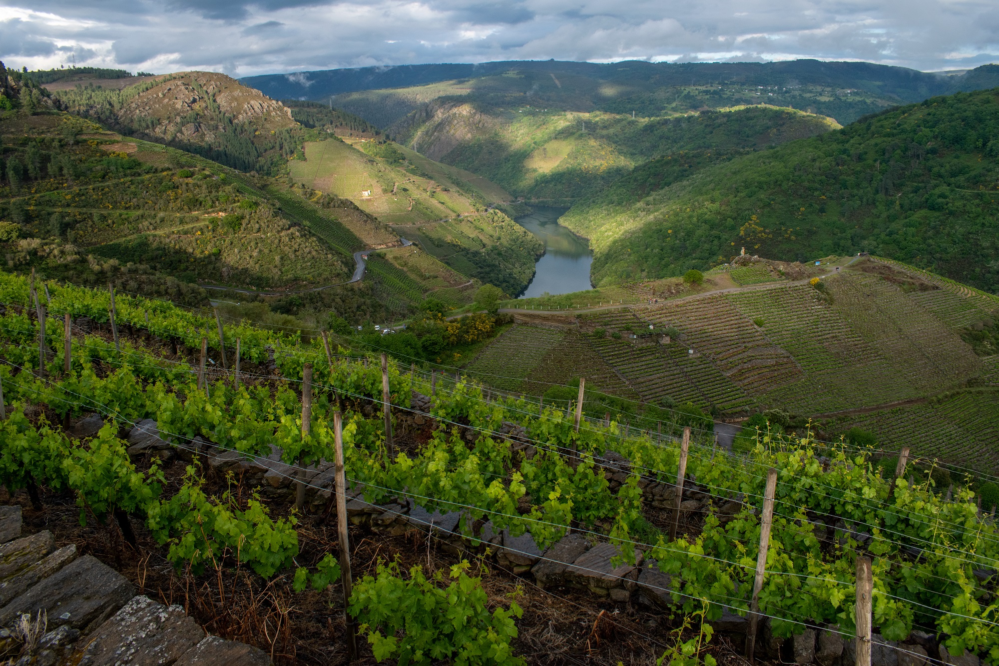 paisaxe de viñedos da ribeira sacra Adega Rexina Viarium